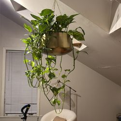 Large hanging pothos