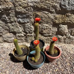 Double Torch Cactus