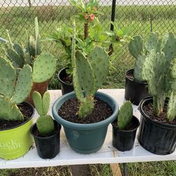 Nopales & Corona De Cristo