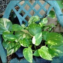 Pothos Philodendron House Plant 