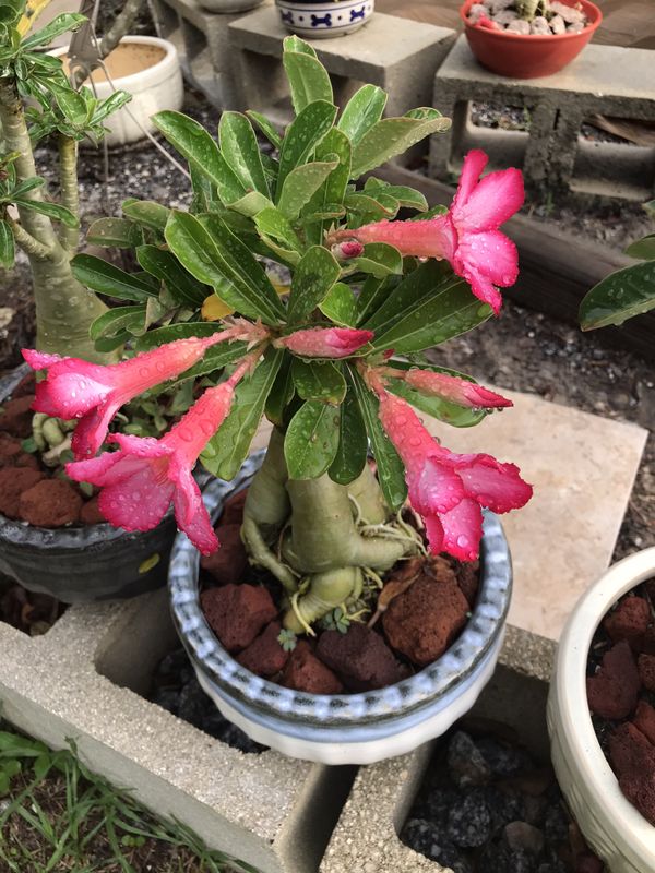 Adenium (Desert Rose) for Sale in Tampa, FL OfferUp
