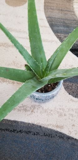 Aloe vera Healthy and best air purifying house plant in the new pot