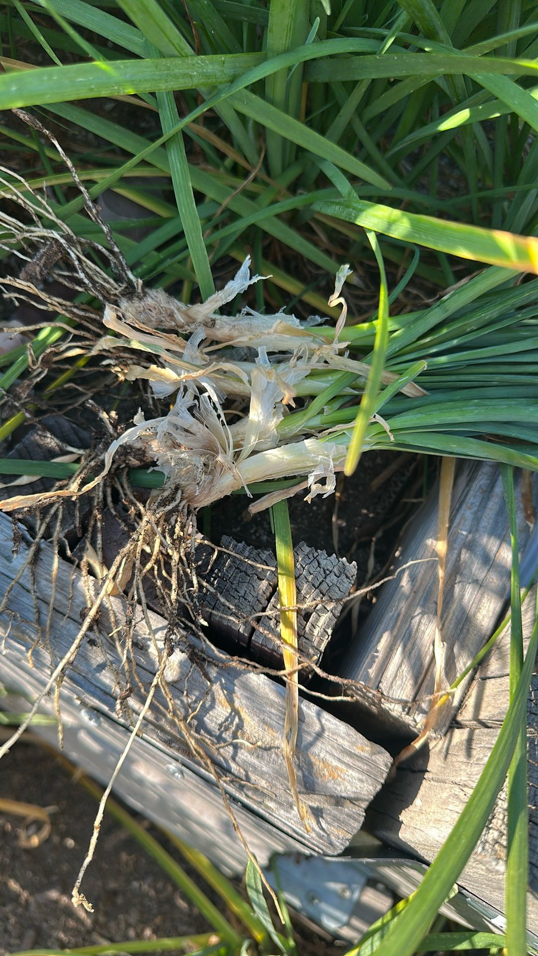 Garlic Chive Plants