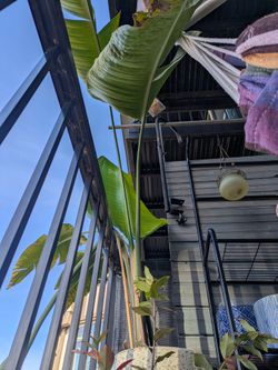 Free Bird of Paradise