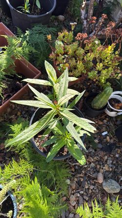Milkweed plants