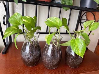 Golden Variegated Pothos Houseplants Live Plants in 7” Glass Pot Home Decor - 10 each