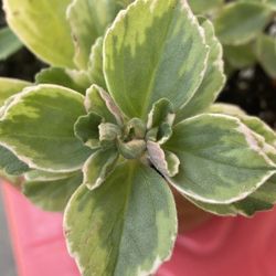 Mint Variegated Plant