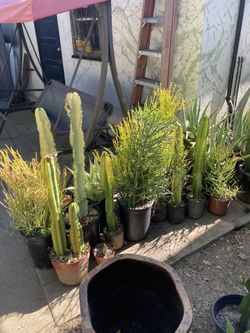 Succulents