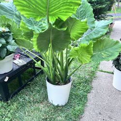 Beautiful 10” Sizes Pots Elephant Ears Majestic Palms Snake And Dracaena Plants $40 Each