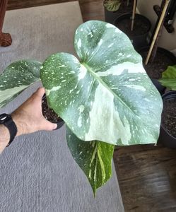 Monstera Thai Constellation