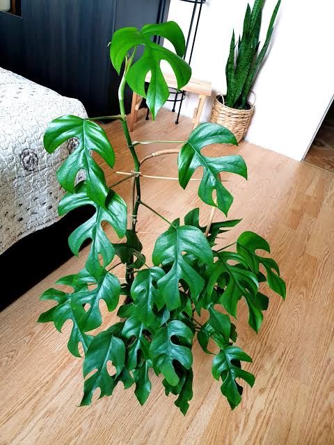 Lush Rare Tetrasperma rhaphidophora mini Monstera Plant/ House Plant/ Indoor Plant Flower Patio Garden