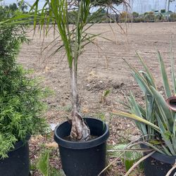 Queen Palm