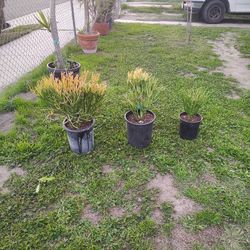 Fire Stick Pencil Tree Plant