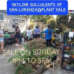 PLANT SALE SUNDAY  SUCCULENT TOO IN SAN LORENZO. 12:30 UNTIL 5PM SAN LORENZO