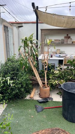 Free corn husk plant!