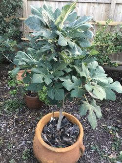 Fig tree clay pots 45