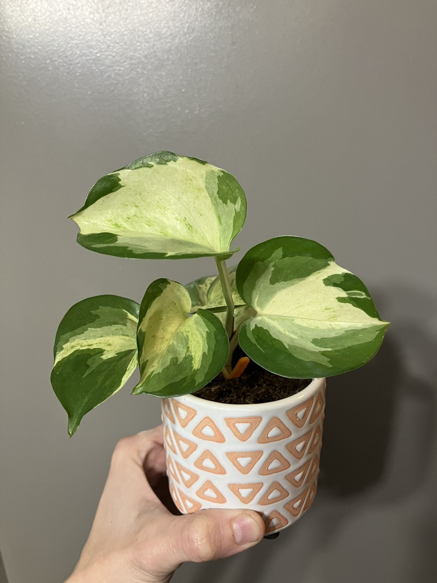 (2) Manjula Pothos