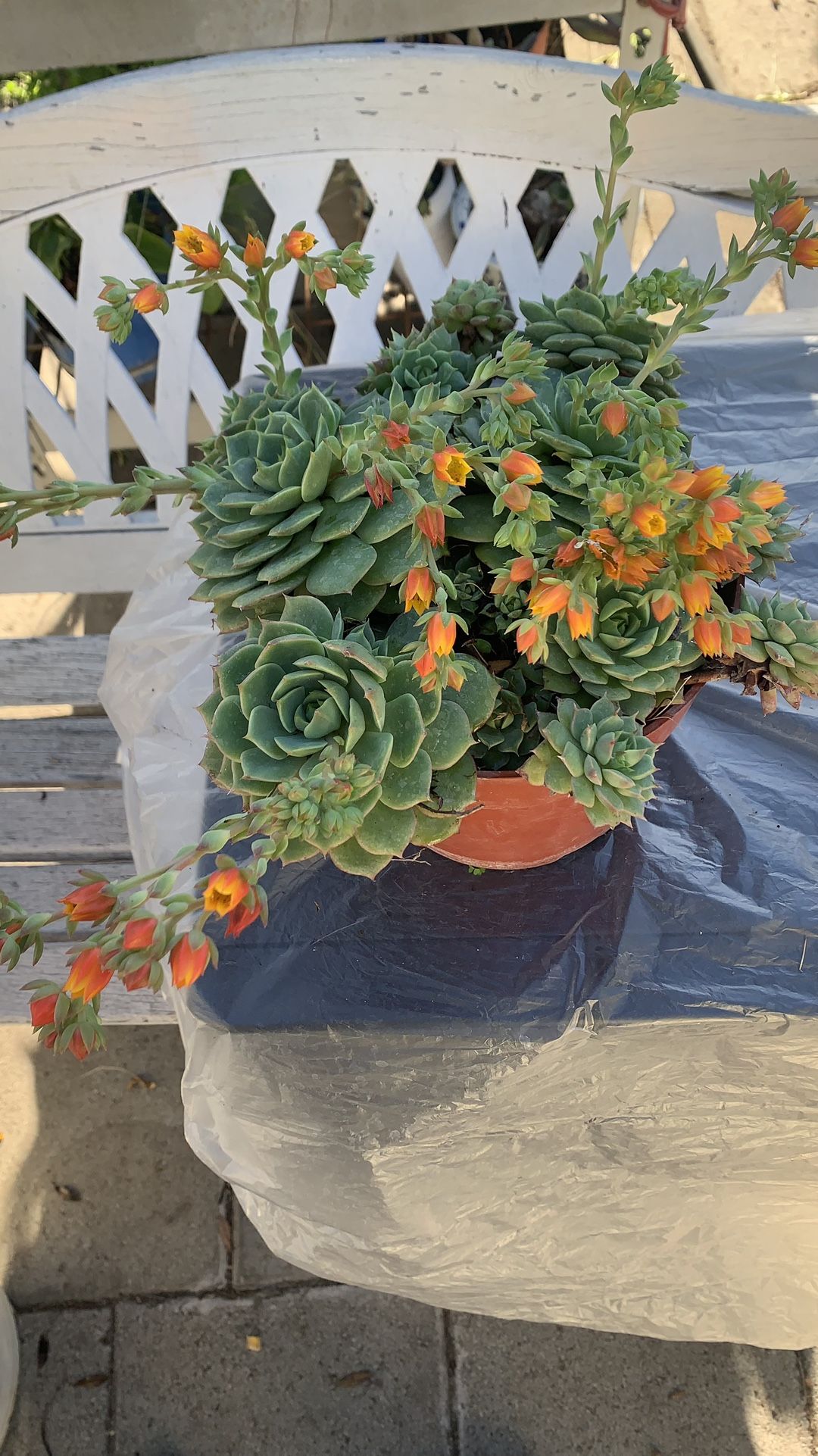 Succelent Flower 13$