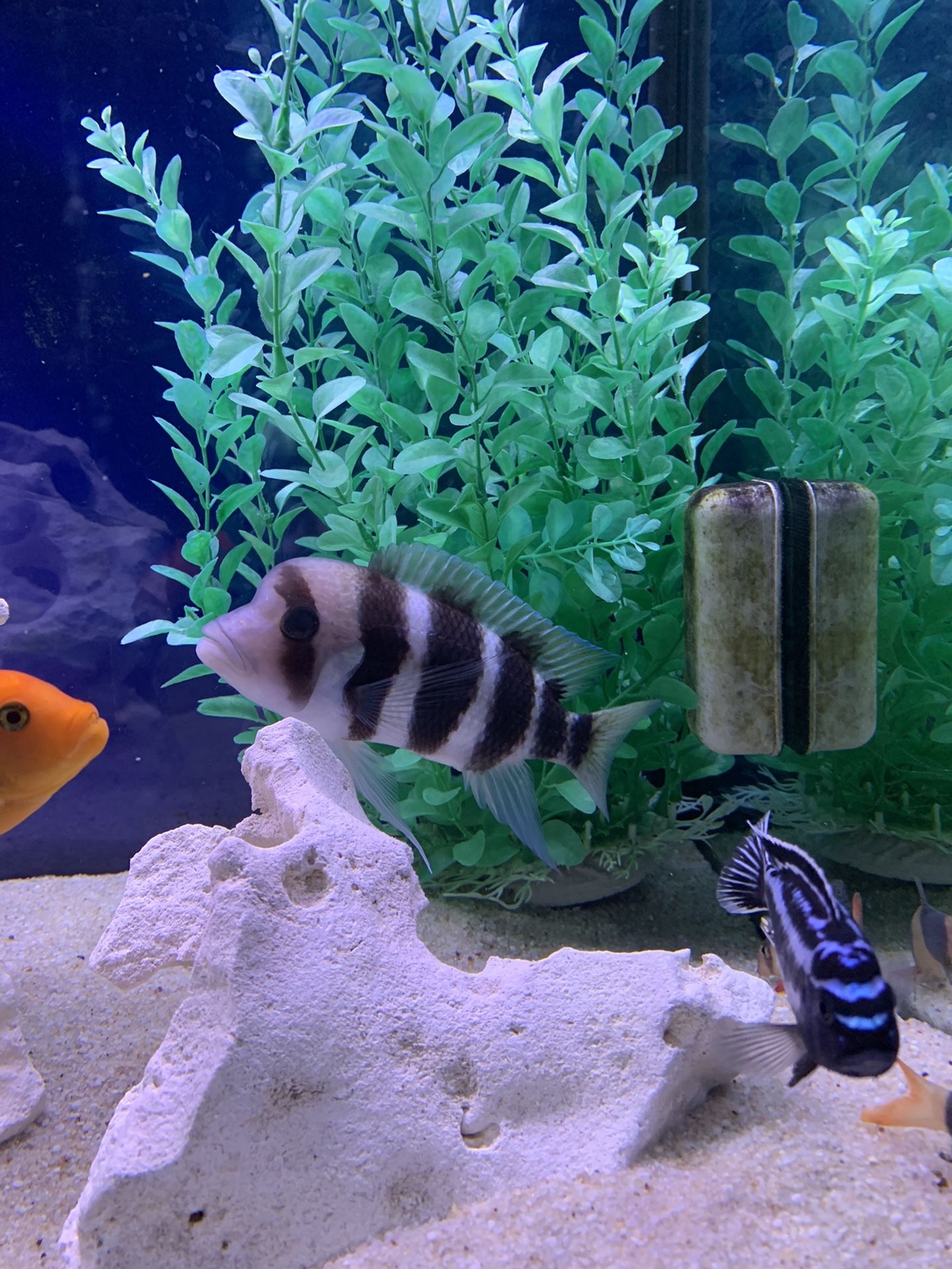 African Cichlid Frontosa For Sale