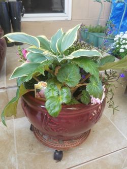 nice flowers in a pot