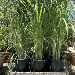 Lemongrass Mesquito Repealed Plant 