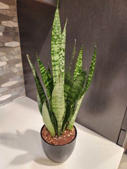 4.7" Snake Plant in Black Pot