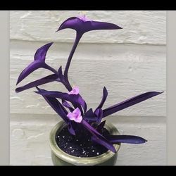 Purple Heart  Plant 