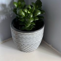 Live Houseplants, Floral Kalanchoe, Pink Flowers, in 5.5 Grey Pottery Pot