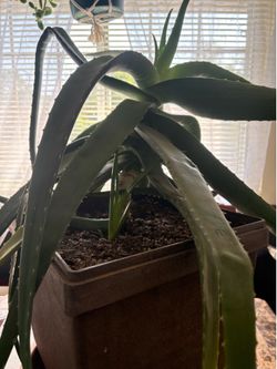 Big aloe plant