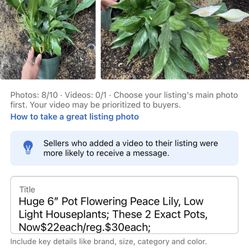 Huge Peace Lily/flowering/low Light House Plant, $22 Each Or Both For $40 (these 2 Exact Pots); 95817