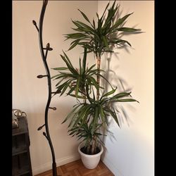 Rea Dracaena Plant (6 Feet)