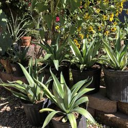 Agave Desmetiana Plant