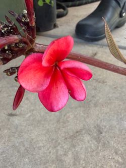 Cutting plumeria