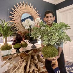 Kokedama Plants For Sale Starting At $35
