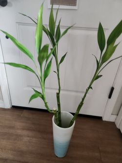 Real Live bamboo in water