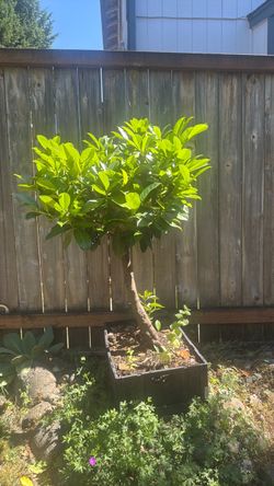 English Laurel tree with fragrant white flowers