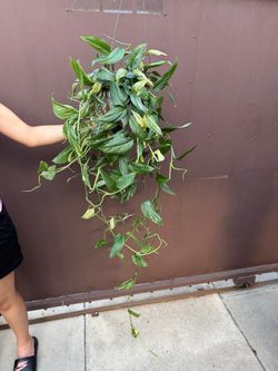 6” pothos mint
