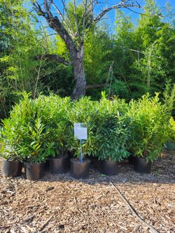 Laurel Bushes on SALE