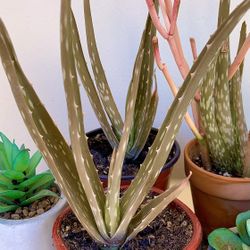 Small Ceramic Potted Aloe Plant
