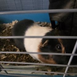 Guinea pig