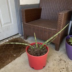 Sansaverian Plant 