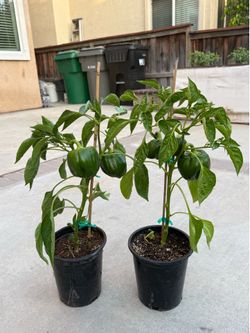 Green Bell peppers big plant