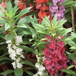 Balsam Perennial Plant