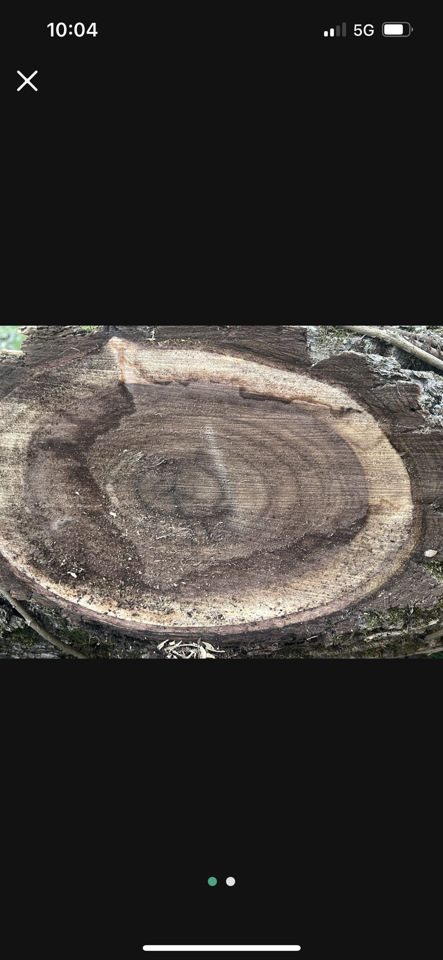Black Walnut Trees/logs