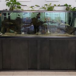 125 Gallon Fish Tank 
