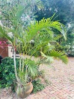 Majestic Palm 7 Ft