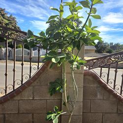 Donkey Tail Plant Medesinal