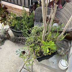 Planter  with assorted succulents
