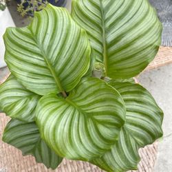 Calathea Orbifolia Plants