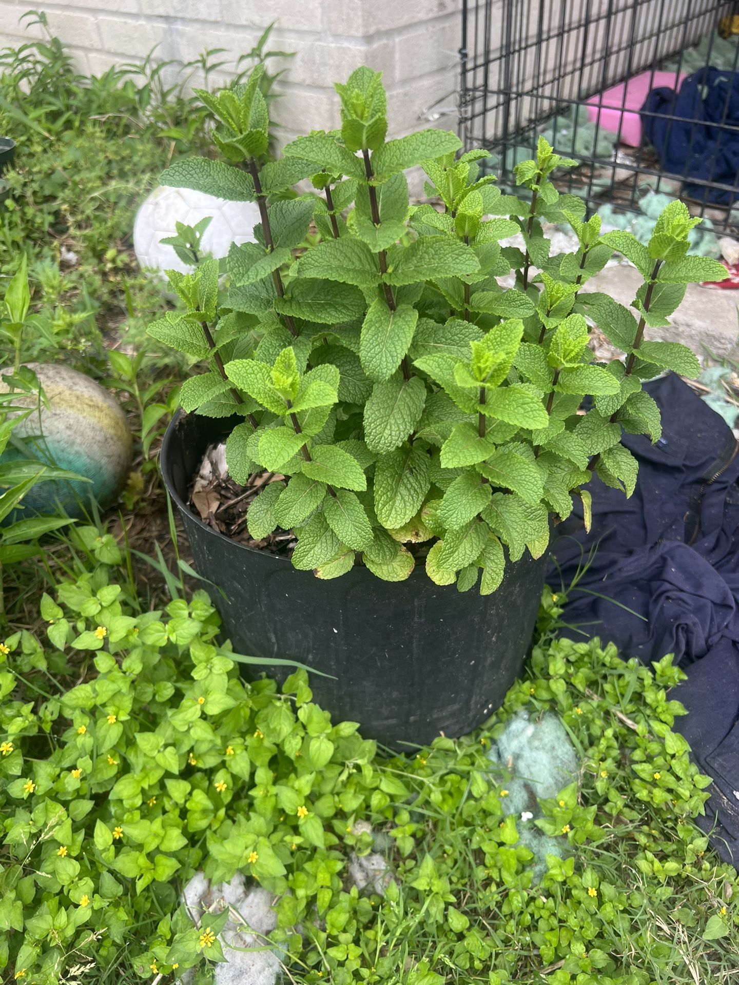 Mint/hierba Buena